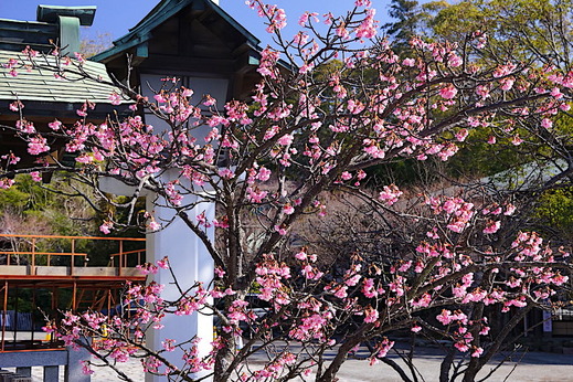 190202���ҵܥ���ť�����