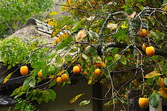 201007¾ôÃÒ»û¥«¥