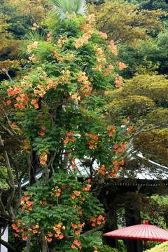 090711��¢���Υ����󥫥���