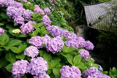 090617長谷寺アジサイ1