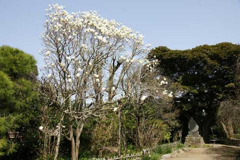 090318�������ϥ��⥯���