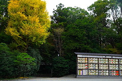 201202�岡八幡宮黄葉