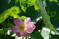 120730��ʿ�ӥϥ�2