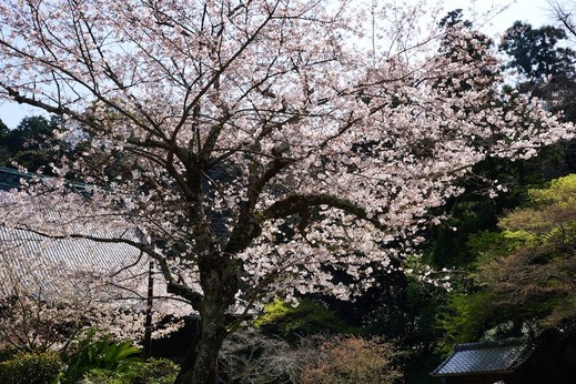 160331̯�ܻ����ᥤ�襷��1