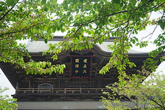 190422建長寺新緑