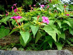 101107���ܱ����������Х�