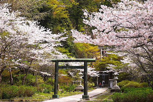 210330建長寺サクラ