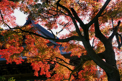 081129��Ĺ�����գ�