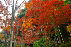 161121��¢������5