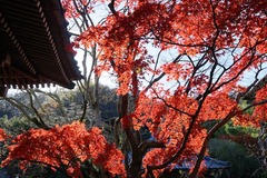 141203��¢������1