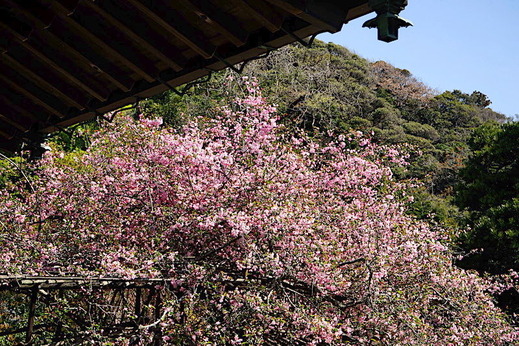 190406光則寺カイドウ