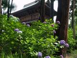070623円覚寺アジサイ