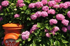 110625ポストとアジサイ