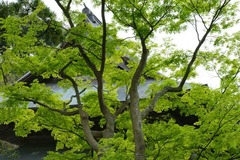 120420��Ĺ������