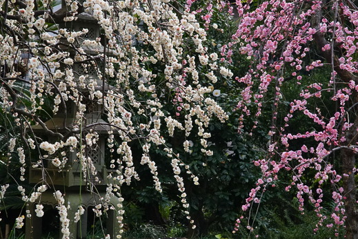 200215常立寺シダレウメ3