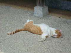 090823��̯���ͥ�