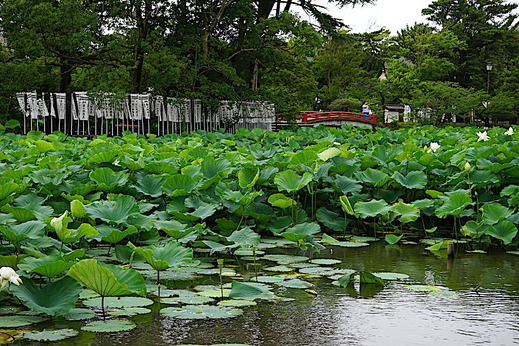 200707源平池ハス3