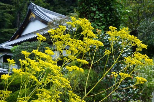 130908��޻����ߥʥ���