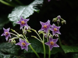 050612Åì·Ä»û¥¤¥ï¥¿¥Ð¥³