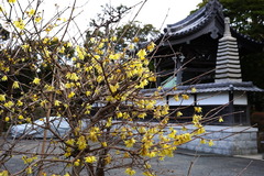 170205常立寺ロウバイ