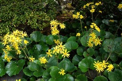 111115���ܱ��ĥ�֥�2