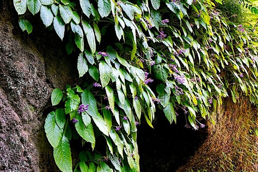 240607���һ����參����