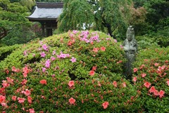 110528海蔵寺サツキ