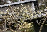 080109Åì·Ä»û¥í¥¦¥Ð¥¤
