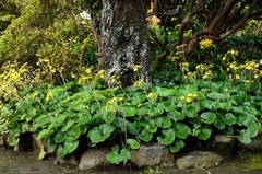 111115���ܱ��ĥ�֥�1