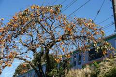 091103���ܲ�������