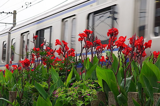 200723横須賀線カンナ