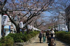 120405段葛サクラ