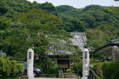 110813円久寺サルスベリ