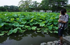 110709源平池ハス3