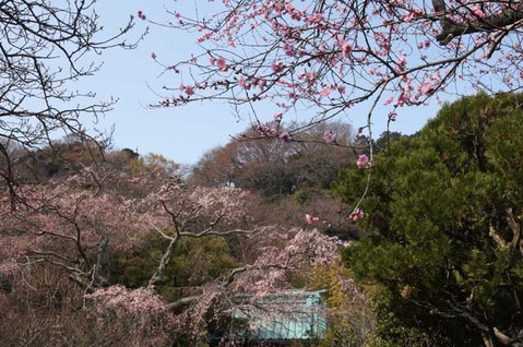 110330光則寺シダレザクラ