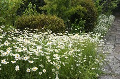 110507ζ�����ե�󥹵�