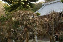100127常立寺ウメ1