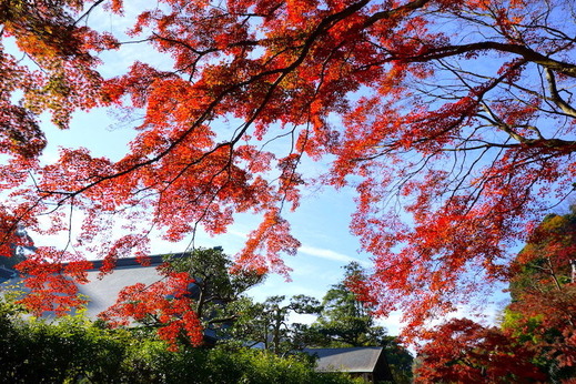 161205��Ĺ������1