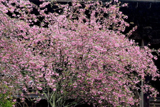 160404̯�ܻ������ɥ�2