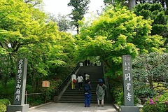 240421円覚寺新緑1