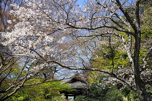 200324̯�ܻ����ᥤ�襷��1