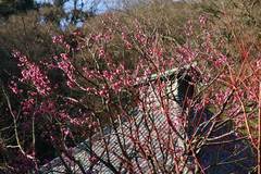 100124光則寺ウメ