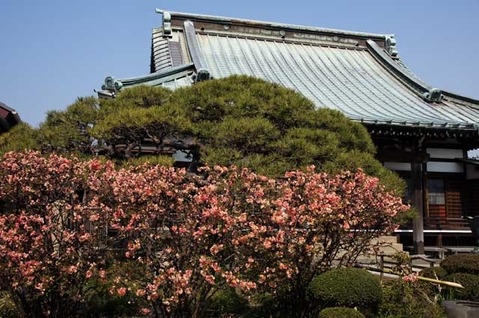 110330九品寺ボケ