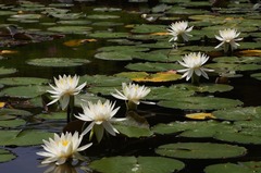 150520�ե����󥿡��������