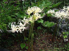 150913�繪�������Хʥޥ󥸥奷�㥲