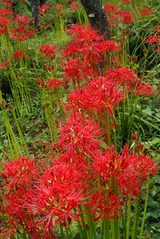 070926�Ѿ����ҥ���Х�