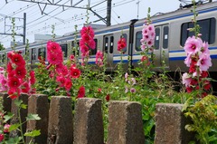 140604横須賀線タチアオイ2