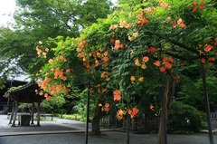 110723̯�ܻ��Υ����󥫥���