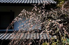 130319Åì·Ä»û¥·¥À¥ì¥¶¥¯¥é
