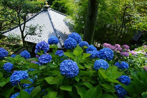 130605長谷寺アジサイ2